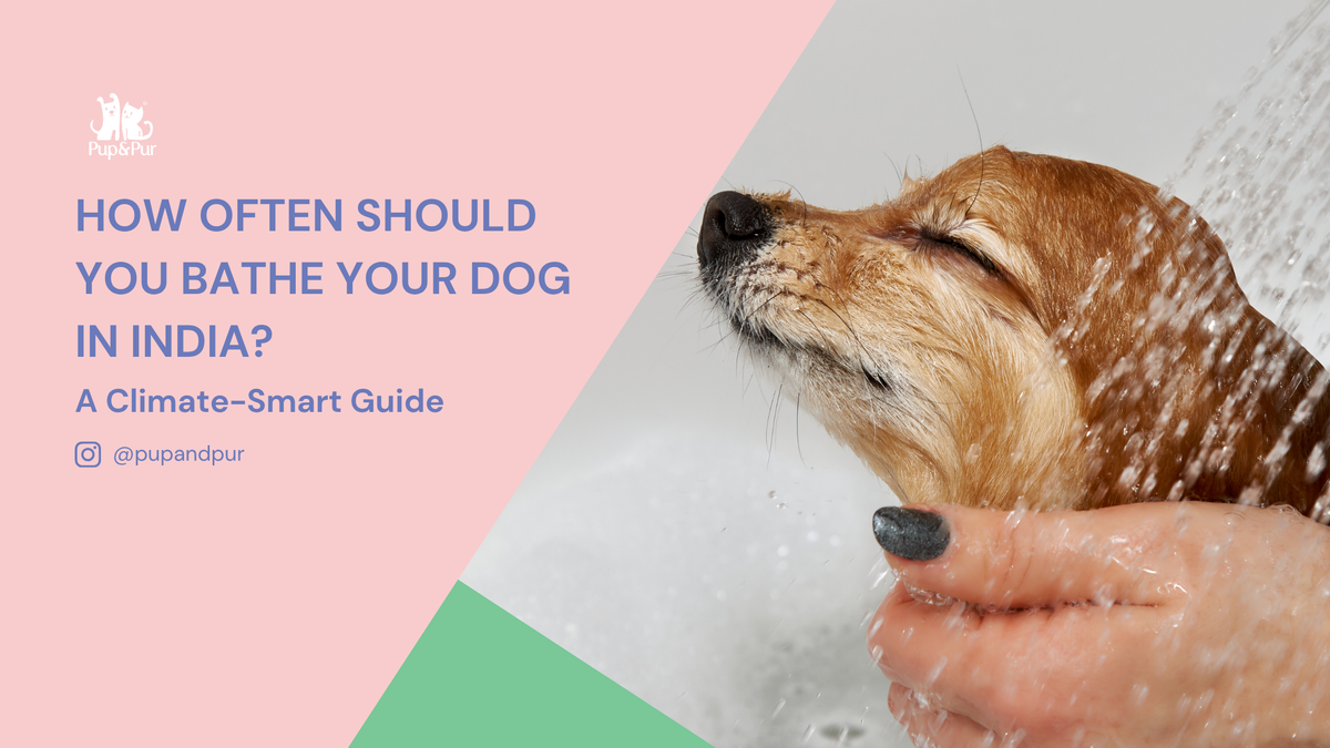How Often Should You Bathe Your Dog in India? A Climate-Smart Guide