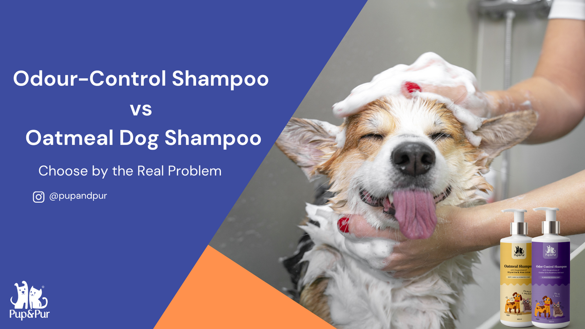 Odour-Control vs Oatmeal Dog Shampoo: Choose by the Real Problem
