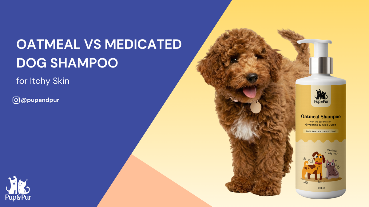 Oatmeal Dog Shampoo vs Medicated Dog Shampoo for Itchy Skin