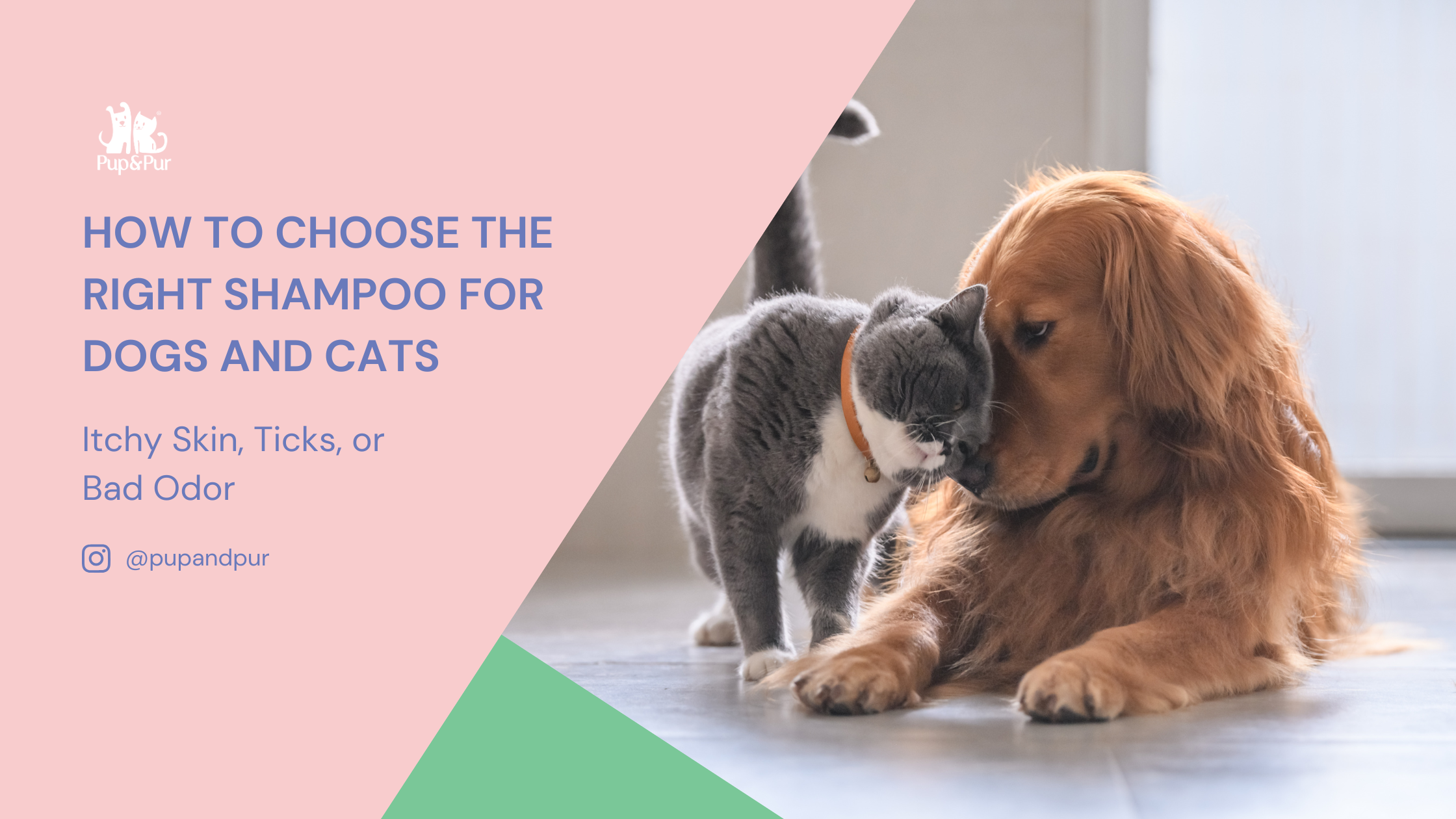 Itchy Skin, Ticks, or Bad Odour: How to Choose the Right Shampoo for Dogs and Cats