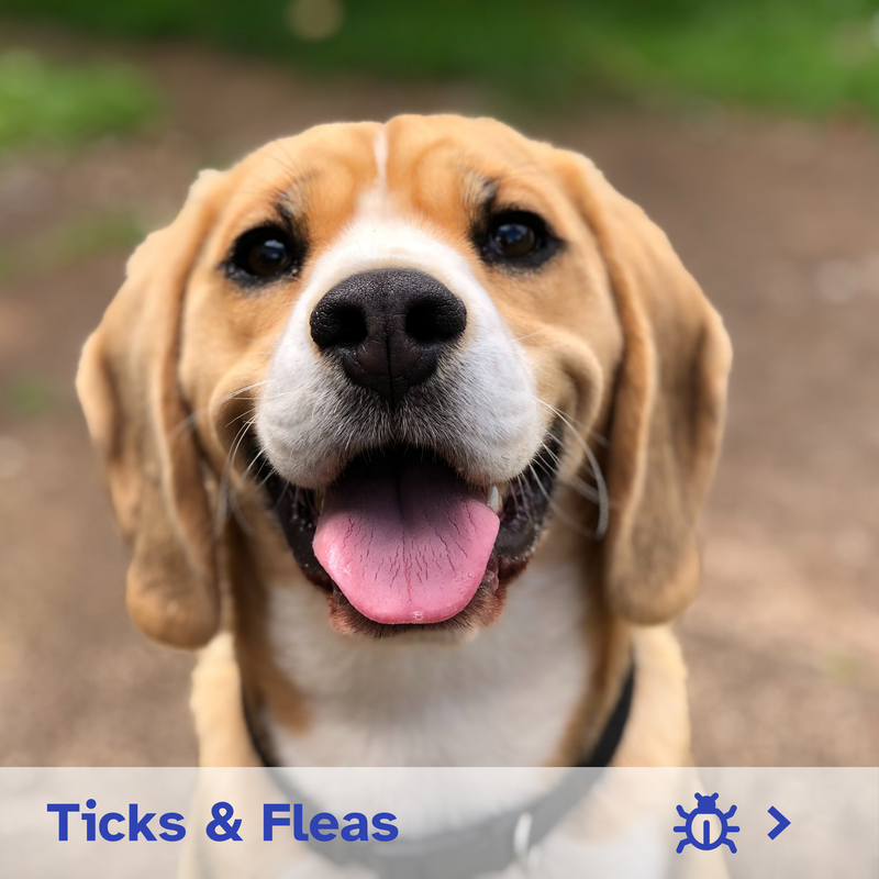 Tick & Flea